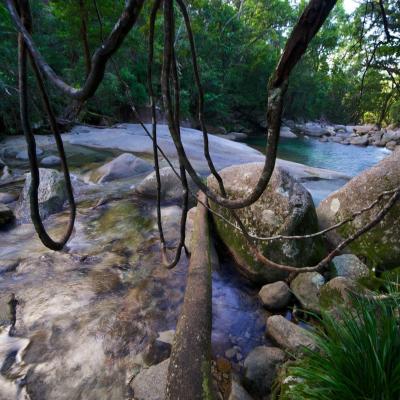 a close up of a tree surrounded by water