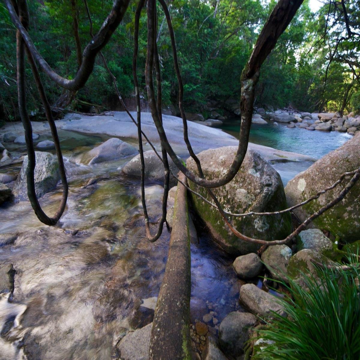 a close up of a tree surrounded by water