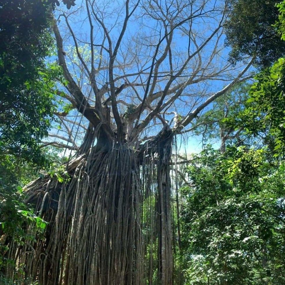 a person standing next to a tree