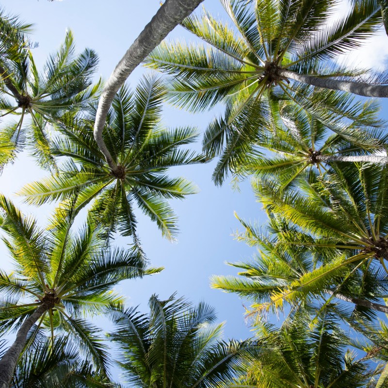 a group of palm trees next to a tree