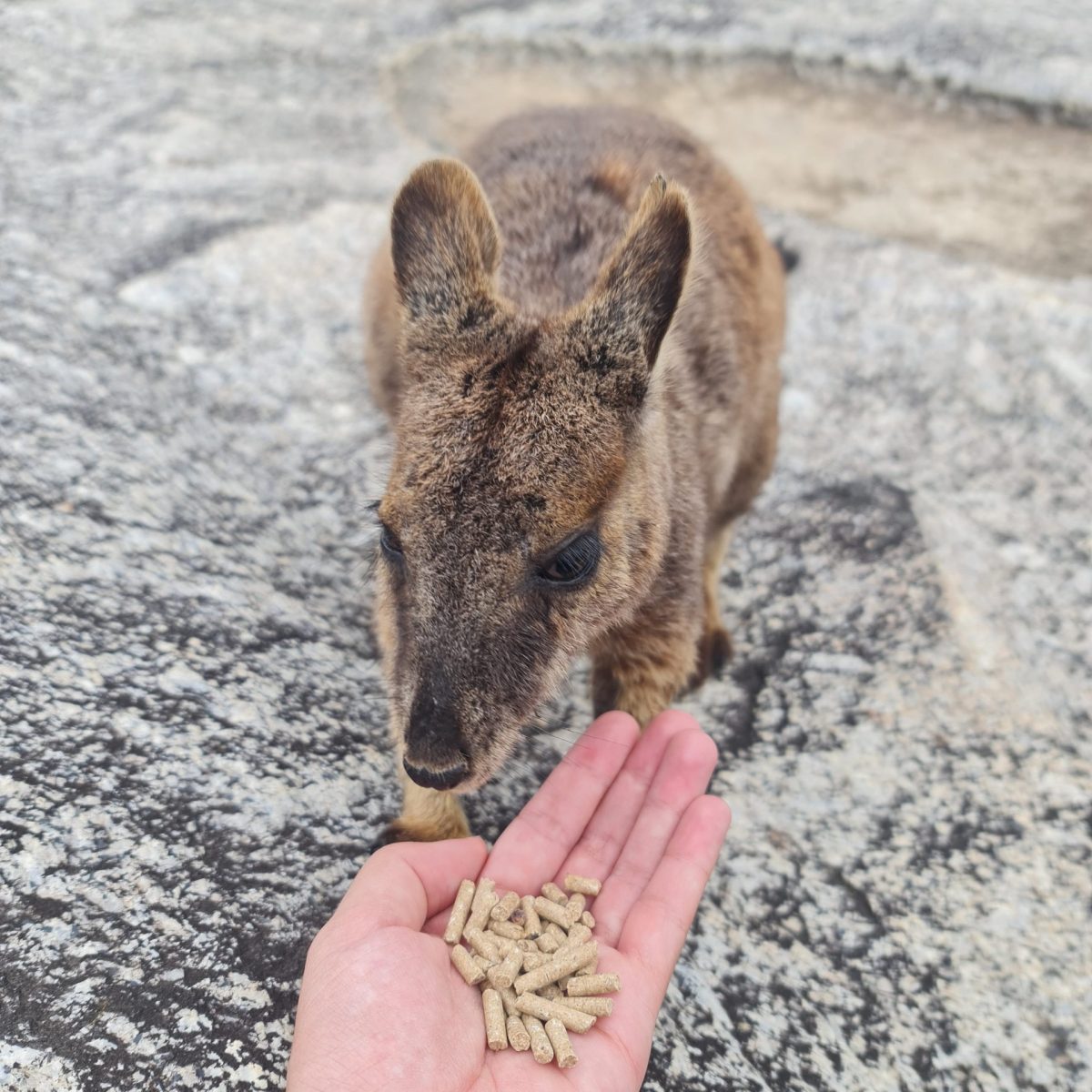 a dog standing in the sand