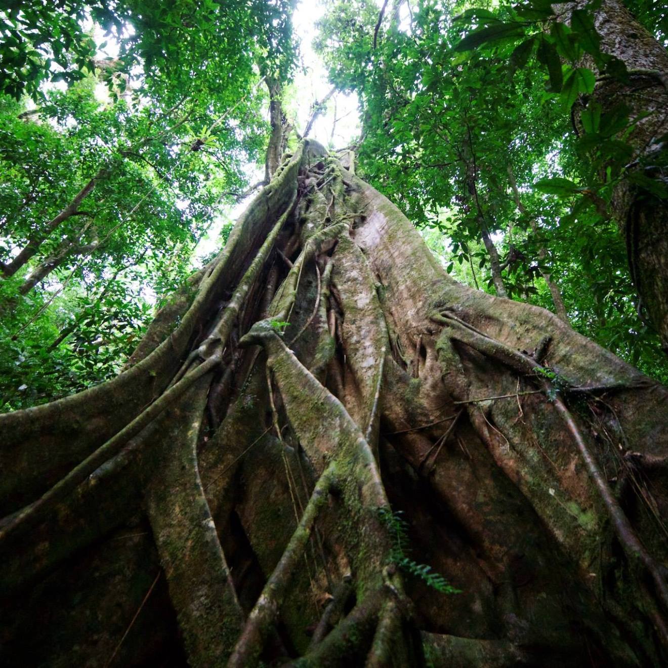 a large green tree in a forest